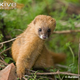 Illustration for article titled Monday Mustelid - Mustela sibirica Edition